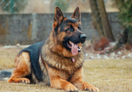 Cane precipita in un dirupo, salvato dai pompieri